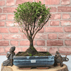 Exquisite Brush Cherry Bonsai Tree | 20cm Pot, Transform your space with the Brush Cherry Bonsai Tree in a blue glazed pot, perfect for home, office, or garden decor.