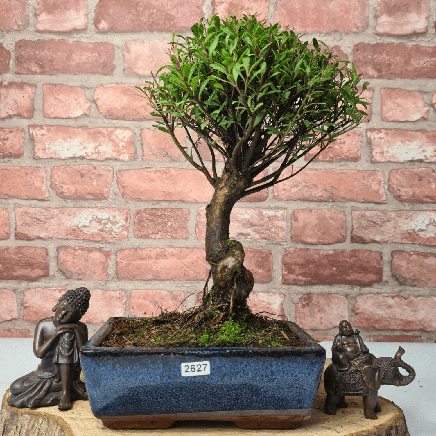 Exquisite Brush Cherry Bonsai Tree | 20cm Pot, Transform your space with the Brush Cherry Bonsai Tree in a blue glazed pot, perfect for home, office, or garden decor.