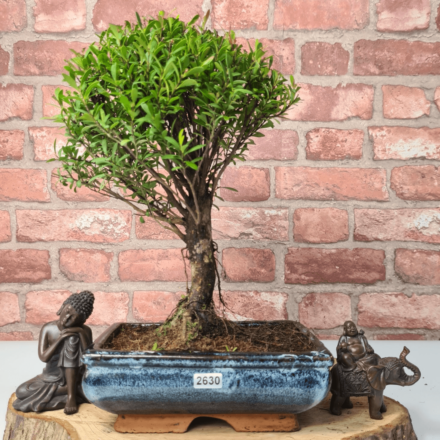 Exquisite Brush Cherry Bonsai Tree | 20cm Pot, Transform your space with the Brush Cherry Bonsai Tree in a blue glazed pot, perfect for home, office, or garden decor.