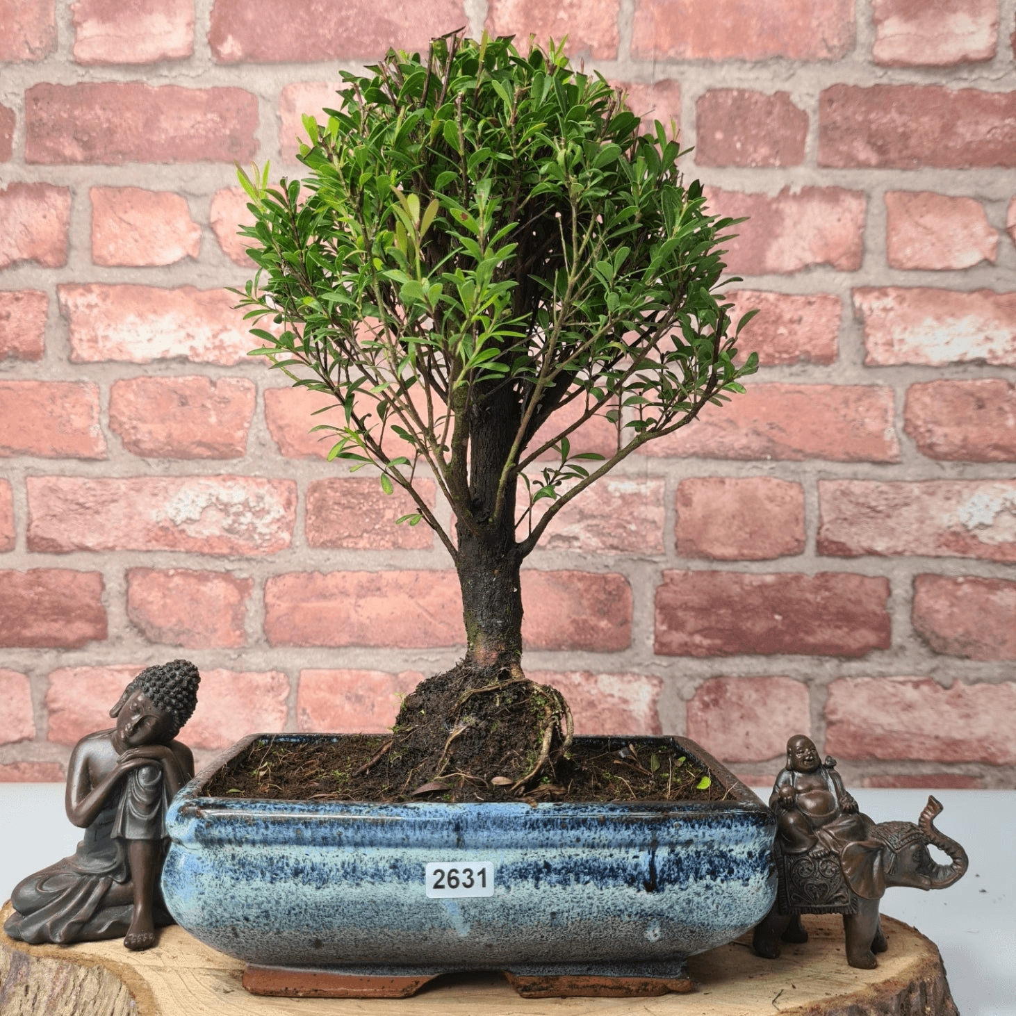 Exquisite Brush Cherry Bonsai Tree | 20cm Pot, Transform your space with the Brush Cherry Bonsai Tree in a blue glazed pot, perfect for home, office, or garden decor.