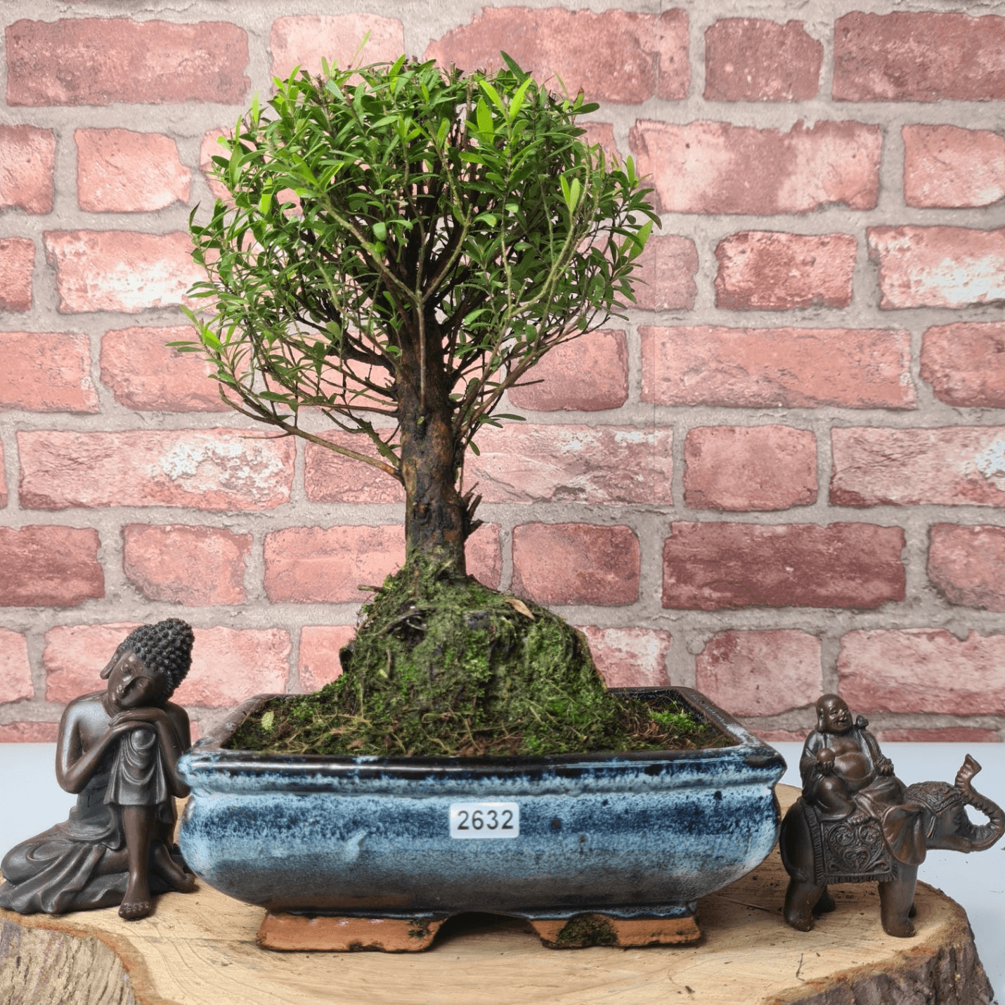 Exquisite Brush Cherry Bonsai Tree | 20cm Pot, Transform your space with the Brush Cherry Bonsai Tree in a blue glazed pot, perfect for home, office, or garden decor.