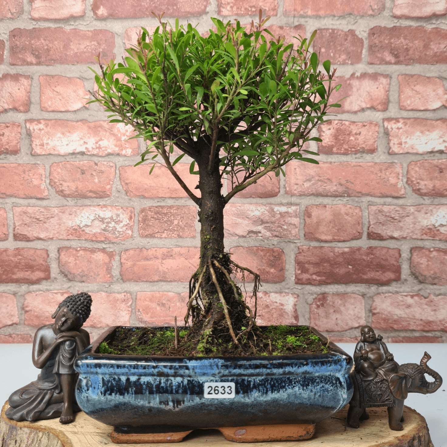 Exquisite Brush Cherry Bonsai Tree | 20cm Pot, Transform your space with the Brush Cherry Bonsai Tree in a blue glazed pot, perfect for home, office, or garden decor.