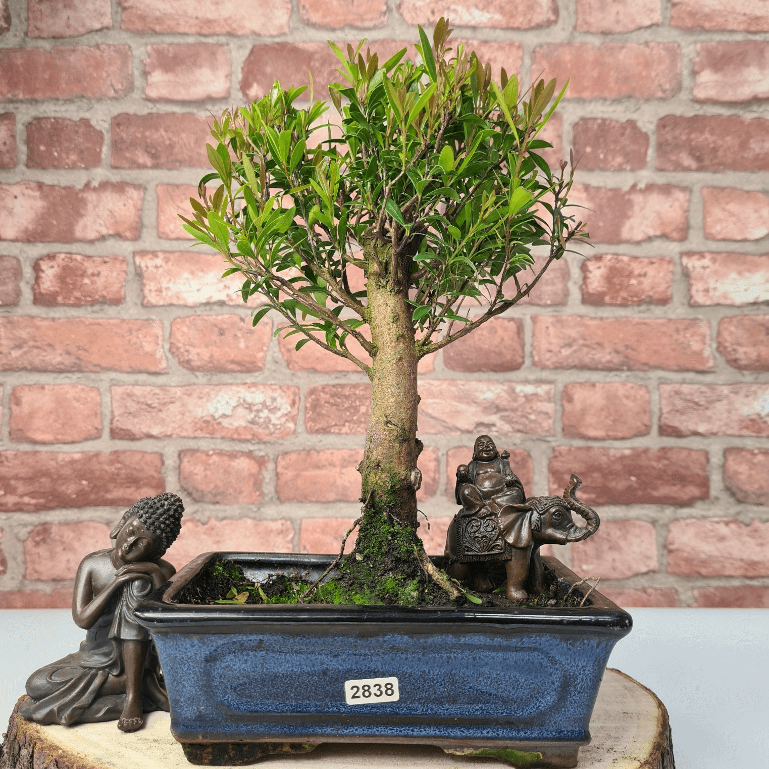 Exquisite Brush Cherry Bonsai Tree | 20cm Pot, Transform your space with the Brush Cherry Bonsai Tree in a blue glazed pot, perfect for home, office, or garden decor.