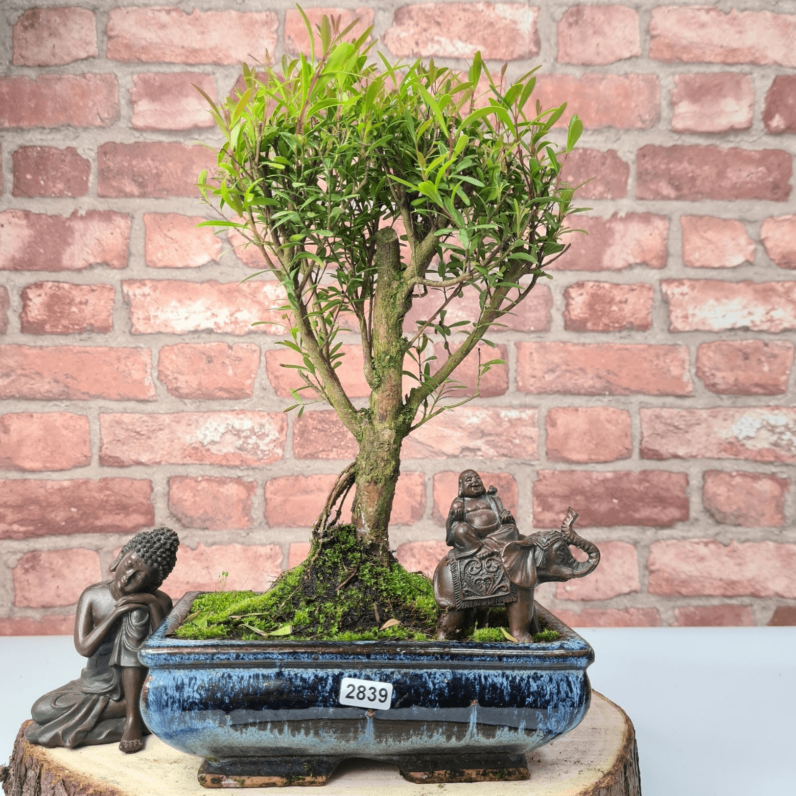 Exquisite Brush Cherry Bonsai Tree | 20cm Pot, Transform your space with the Brush Cherry Bonsai Tree in a blue glazed pot, perfect for home, office, or garden decor.