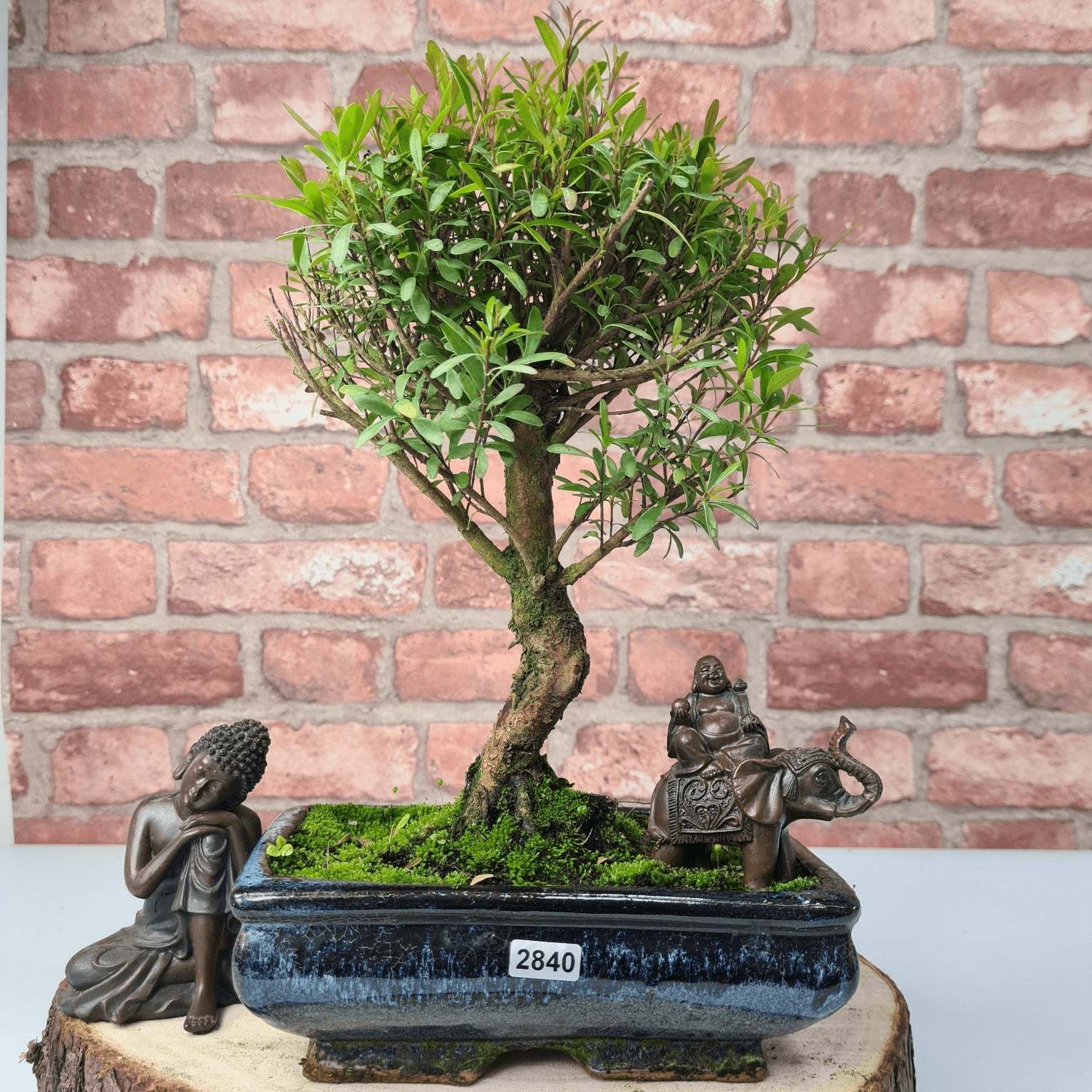 Exquisite Brush Cherry Bonsai Tree | 20cm Pot, Transform your space with the Brush Cherry Bonsai Tree in a blue glazed pot, perfect for home, office, or garden decor.