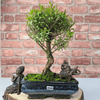 Exquisite Brush Cherry Bonsai Tree | 20cm Pot, Transform your space with the Brush Cherry Bonsai Tree in a blue glazed pot, perfect for home, office, or garden decor.