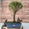 Exquisite Brush Cherry Bonsai Tree | 20cm Pot, Transform your space with the Brush Cherry Bonsai Tree in a blue glazed pot, perfect for home, office, or garden decor.