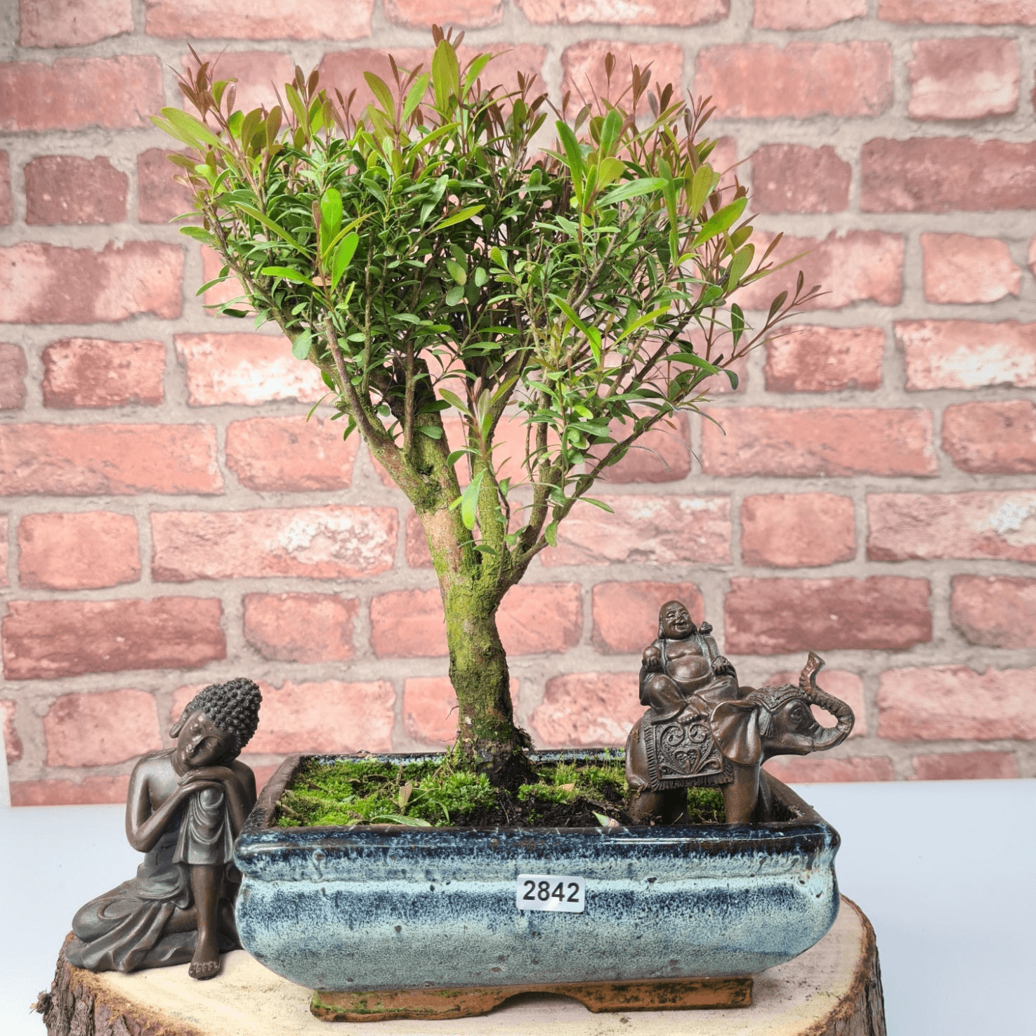 Exquisite Brush Cherry Bonsai Tree | 20cm Pot, Transform your space with the Brush Cherry Bonsai Tree in a blue glazed pot, perfect for home, office, or garden decor.