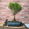 Exquisite Brush Cherry Bonsai Tree | 20cm Pot, Transform your space with the Brush Cherry Bonsai Tree in a blue glazed pot, perfect for home, office, or garden decor.