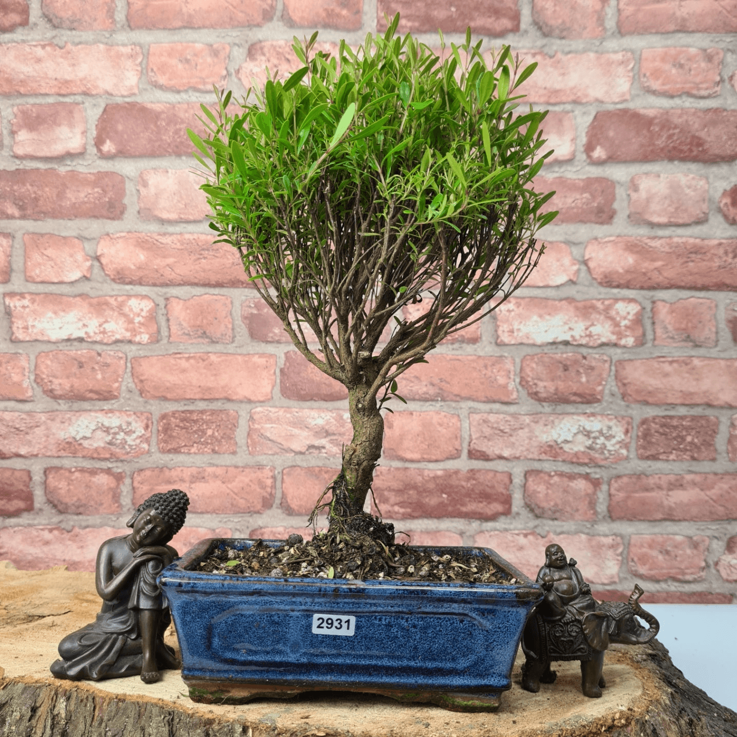 Exquisite Brush Cherry Bonsai Tree | 20cm Pot, Transform your space with the Brush Cherry Bonsai Tree in a blue glazed pot, perfect for home, office, or garden decor.