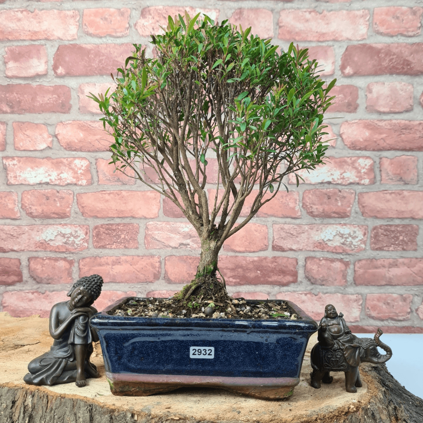 Exquisite Brush Cherry Bonsai Tree | 20cm Pot, Transform your space with the Brush Cherry Bonsai Tree in a blue glazed pot, perfect for home, office, or garden decor.