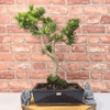 Serene Buddhist Pine Bonsai Tree - 25cm Glazed Pot, Elevate your décor with the serene beauty of a Buddhist Pine Bonsai Tree in a 25cm glazed pot. Ideal for home and office settings. Beginners and enthusiasts.