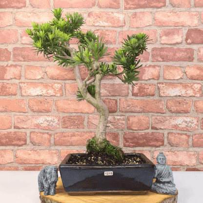 Serene Buddhist Pine Bonsai Tree - 25cm Glazed Pot, Elevate your décor with the serene beauty of a Buddhist Pine Bonsai Tree in a 25cm glazed pot. Ideal for home and office settings. Beginners and enthusiasts.