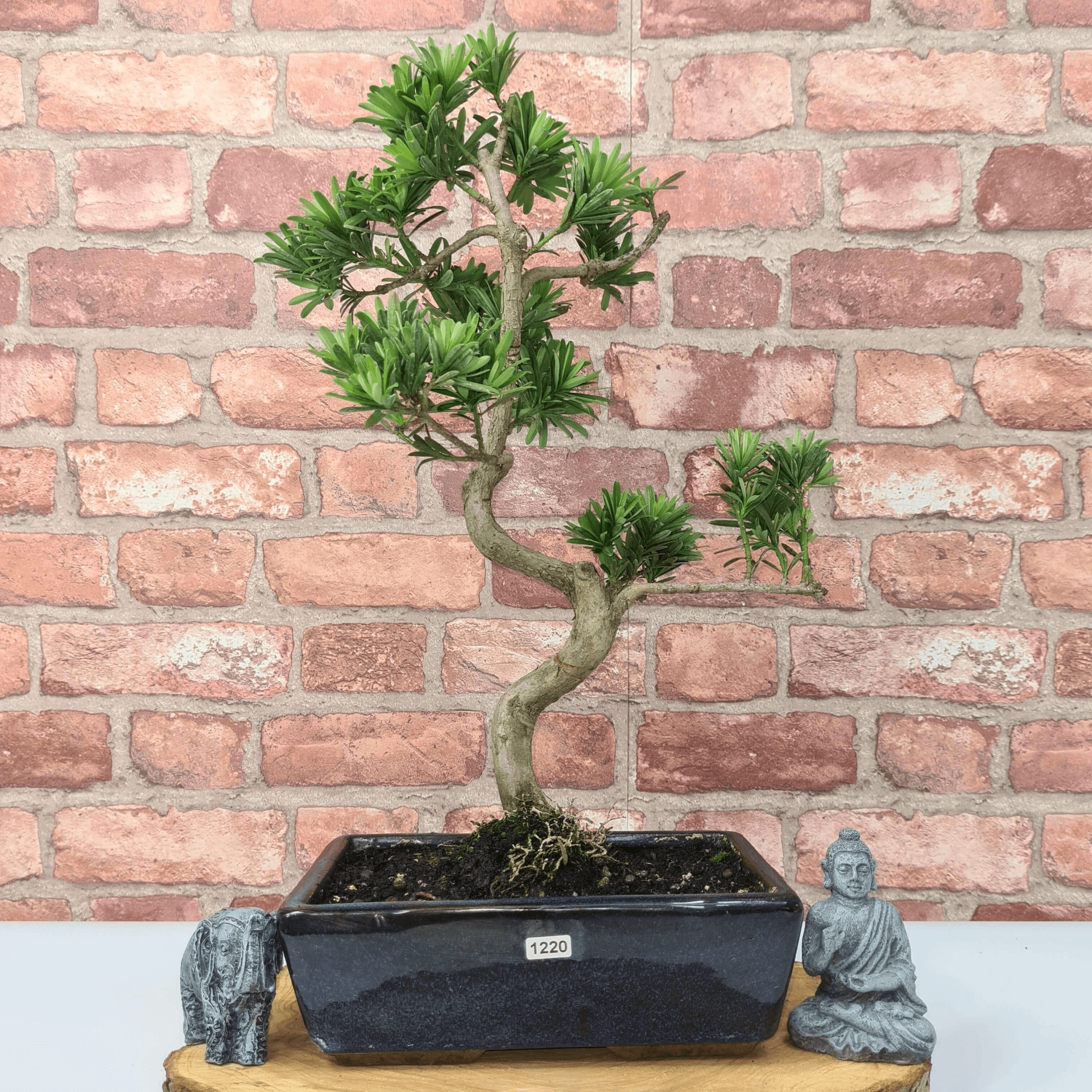 Serene Buddhist Pine Bonsai Tree - 25cm Glazed Pot, Elevate your décor with the serene beauty of a Buddhist Pine Bonsai Tree in a 25cm glazed pot. Ideal for home and office settings. Beginners and enthusiasts.