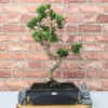 Serene Buddhist Pine Bonsai Tree - 25cm Glazed Pot, Elevate your décor with the serene beauty of a Buddhist Pine Bonsai Tree in a 25cm glazed pot. Ideal for home and office settings. Beginners and enthusiasts.