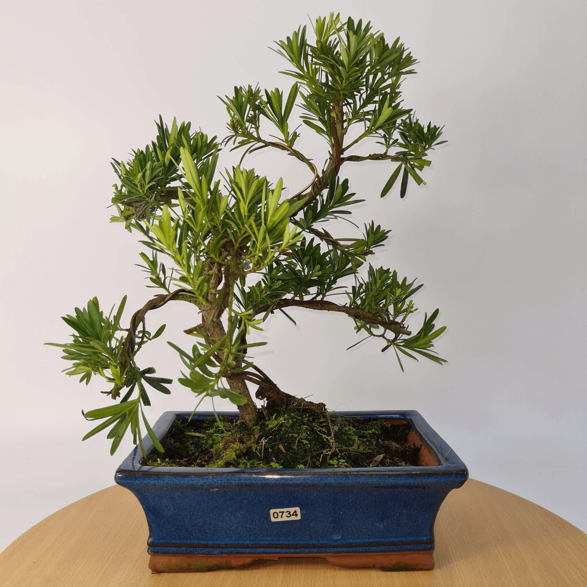 Serene Buddhist Pine Bonsai Tree - 25cm Glazed Pot, Elevate your décor with the serene beauty of a Buddhist Pine Bonsai Tree in a 25cm glazed pot. Ideal for home and office settings. Beginners and enthusiasts.