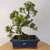 Serene Buddhist Pine Bonsai Tree - 25cm Glazed Pot, Elevate your décor with the serene beauty of a Buddhist Pine Bonsai Tree in a 25cm glazed pot. Ideal for home and office settings. Beginners and enthusiasts.