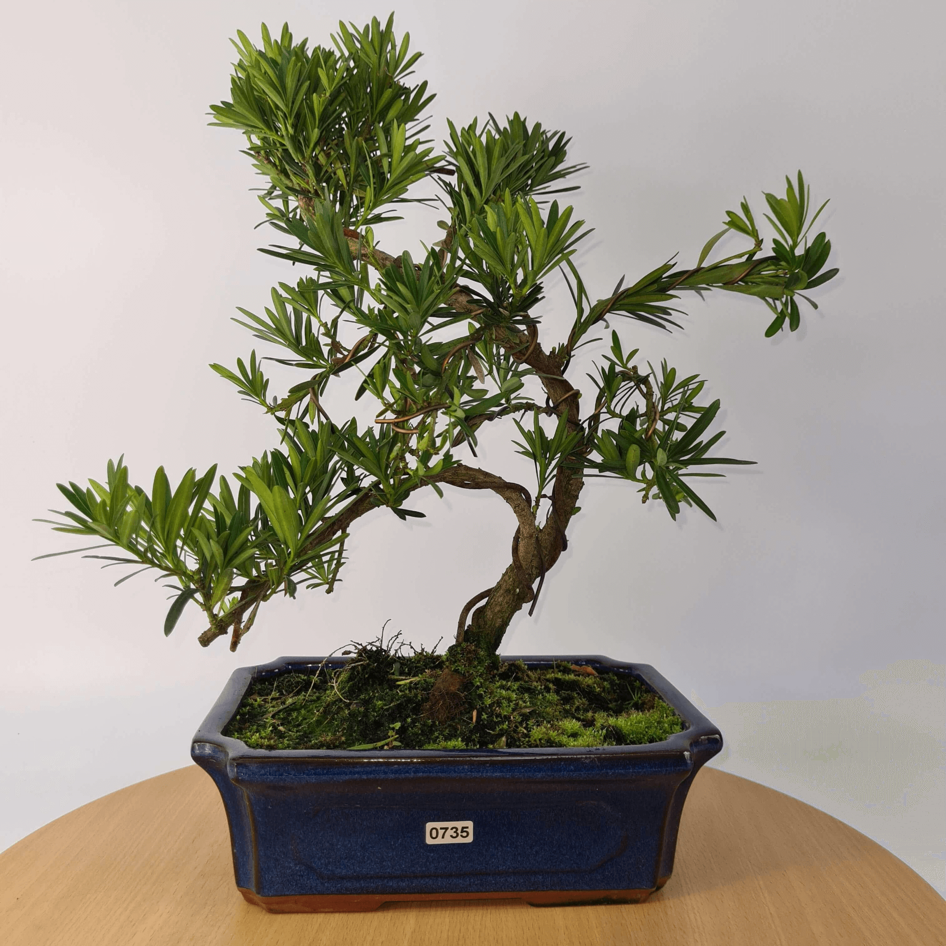 Serene Buddhist Pine Bonsai Tree - 25cm Glazed Pot, Elevate your décor with the serene beauty of a Buddhist Pine Bonsai Tree in a 25cm glazed pot. Ideal for home and office settings. Beginners and enthusiasts.