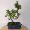 Serene Buddhist Pine Bonsai Tree - 25cm Glazed Pot, Elevate your décor with the serene beauty of a Buddhist Pine Bonsai Tree in a 25cm glazed pot. Ideal for home and office settings. Beginners and enthusiasts.