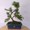 Serene Buddhist Pine Bonsai Tree - 25cm Glazed Pot, Elevate your décor with the serene beauty of a Buddhist Pine Bonsai Tree in a 25cm glazed pot. Ideal for home and office settings. Beginners and enthusiasts.