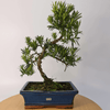 Serene Buddhist Pine Bonsai Tree - 25cm Glazed Pot, Elevate your décor with the serene beauty of a Buddhist Pine Bonsai Tree in a 25cm glazed pot. Ideal for home and office settings. Beginners and enthusiasts.