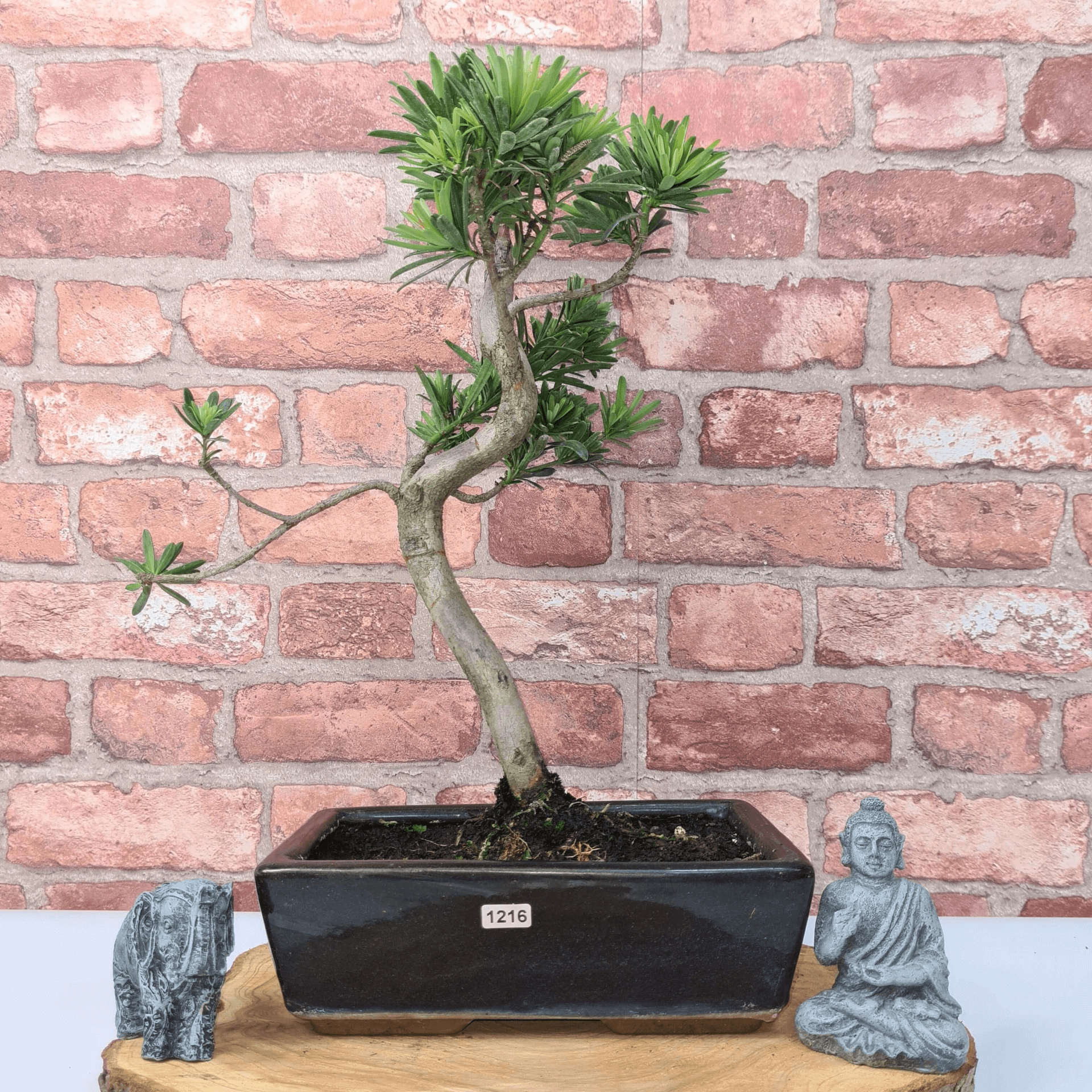 Serene Buddhist Pine Bonsai Tree - 25cm Glazed Pot, Elevate your décor with the serene beauty of a Buddhist Pine Bonsai Tree in a 25cm glazed pot. Ideal for home and office settings. Beginners and enthusiasts.