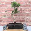 Serene Buddhist Pine Bonsai Tree - 25cm Glazed Pot, Elevate your décor with the serene beauty of a Buddhist Pine Bonsai Tree in a 25cm glazed pot. Ideal for home and office settings. Beginners and enthusiasts.