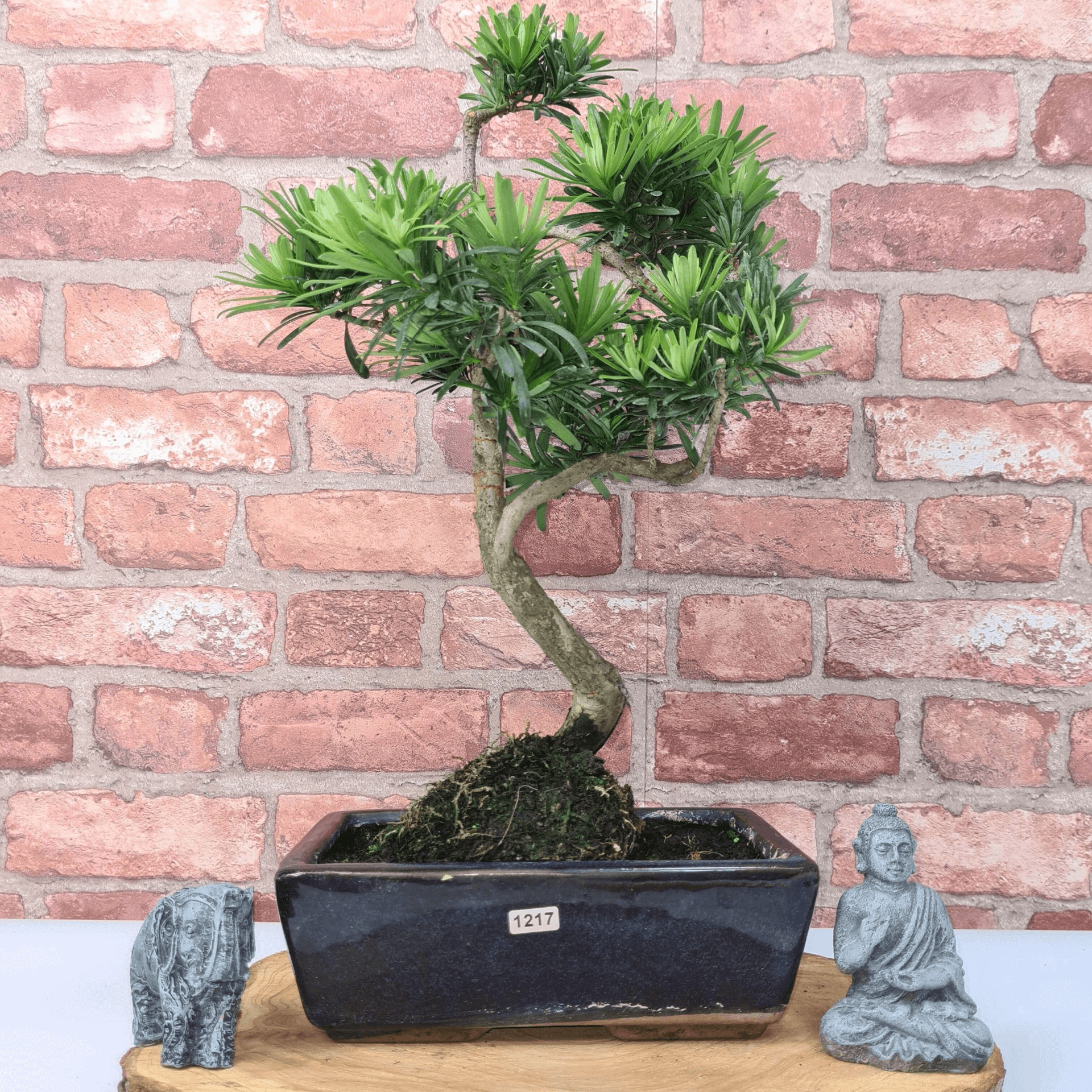 Serene Buddhist Pine Bonsai Tree - 25cm Glazed Pot, Elevate your décor with the serene beauty of a Buddhist Pine Bonsai Tree in a 25cm glazed pot. Ideal for home and office settings. Beginners and enthusiasts.