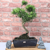 Serene Buddhist Pine Bonsai Tree - 25cm Glazed Pot, Elevate your décor with the serene beauty of a Buddhist Pine Bonsai Tree in a 25cm glazed pot. Ideal for home and office settings. Beginners and enthusiasts.