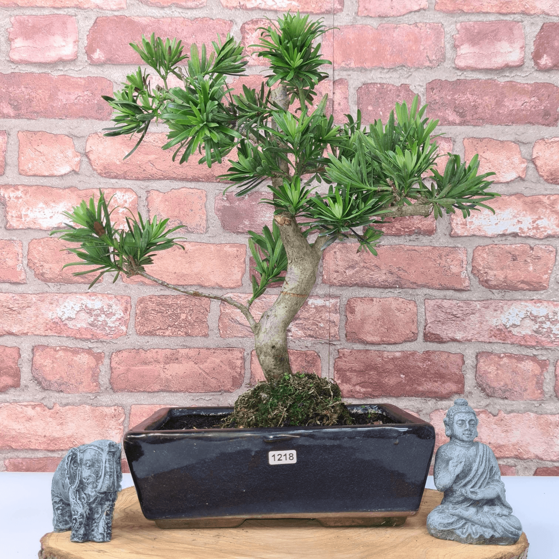 Serene Buddhist Pine Bonsai Tree - 25cm Glazed Pot, Elevate your décor with the serene beauty of a Buddhist Pine Bonsai Tree in a 25cm glazed pot. Ideal for home and office settings. Beginners and enthusiasts.