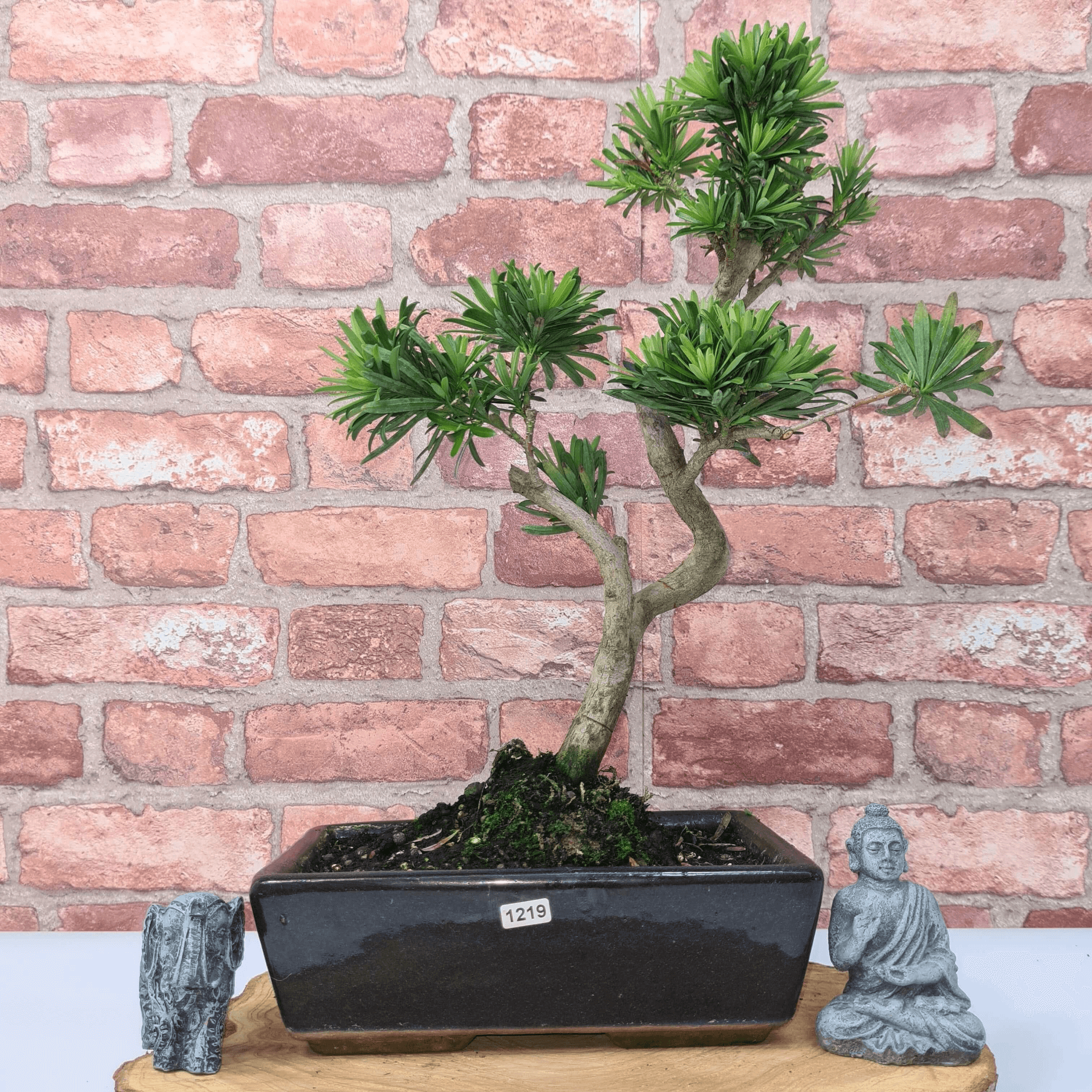 Serene Buddhist Pine Bonsai Tree - 25cm Glazed Pot, Elevate your décor with the serene beauty of a Buddhist Pine Bonsai Tree in a 25cm glazed pot. Ideal for home and office settings. Beginners and enthusiasts.