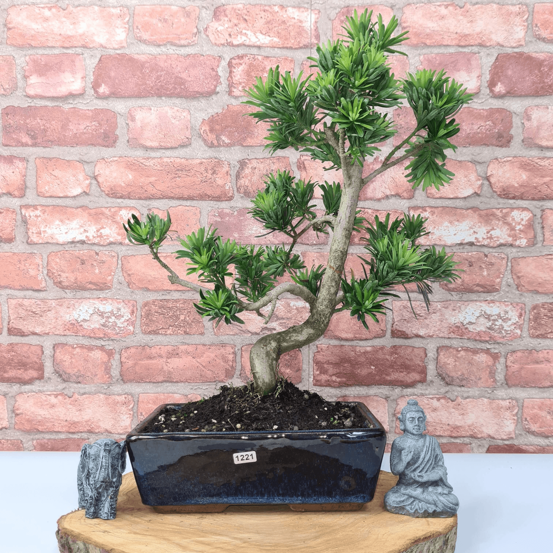 Serene Buddhist Pine Bonsai Tree - 25cm Glazed Pot, Elevate your décor with the serene beauty of a Buddhist Pine Bonsai Tree in a 25cm glazed pot. Ideal for home and office settings. Beginners and enthusiasts.