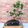 Serene Buddhist Pine Bonsai Tree - 25cm Glazed Pot, Elevate your décor with the serene beauty of a Buddhist Pine Bonsai Tree in a 25cm glazed pot. Ideal for home and office settings. Beginners and enthusiasts.