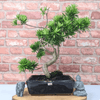 Serene Buddhist Pine Bonsai Tree - 25cm Glazed Pot, Elevate your décor with the serene beauty of a Buddhist Pine Bonsai Tree in a 25cm glazed pot. Ideal for home and office settings. Beginners and enthusiasts.