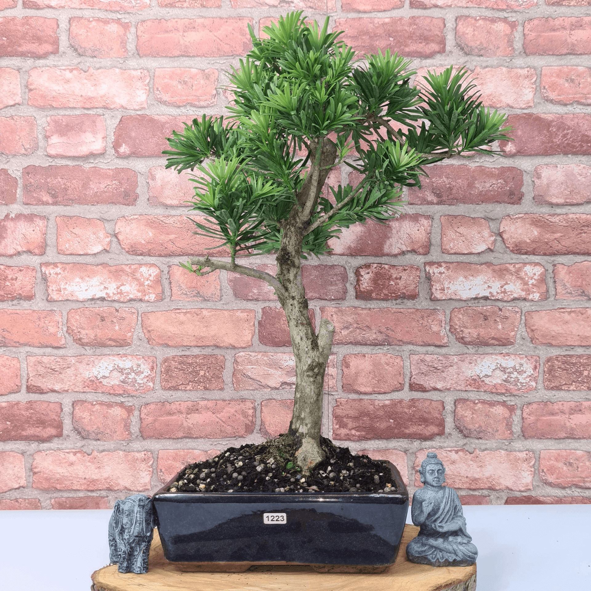 Serene Buddhist Pine Bonsai Tree - 25cm Glazed Pot, Elevate your décor with the serene beauty of a Buddhist Pine Bonsai Tree in a 25cm glazed pot. Ideal for home and office settings. Beginners and enthusiasts.