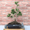 Serene Buddhist Pine Bonsai Tree - 25cm Glazed Pot, Elevate your décor with the serene beauty of a Buddhist Pine Bonsai Tree in a 25cm glazed pot. Ideal for home and office settings. Beginners and enthusiasts.