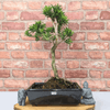 Serene Buddhist Pine Bonsai Tree - 25cm Glazed Pot, Elevate your décor with the serene beauty of a Buddhist Pine Bonsai Tree in a 25cm glazed pot. Ideal for home and office settings. Beginners and enthusiasts.