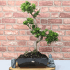 Serene Buddhist Pine Bonsai Tree - 25cm Glazed Pot, Elevate your décor with the serene beauty of a Buddhist Pine Bonsai Tree in a 25cm glazed pot. Ideal for home and office settings. Beginners and enthusiasts.