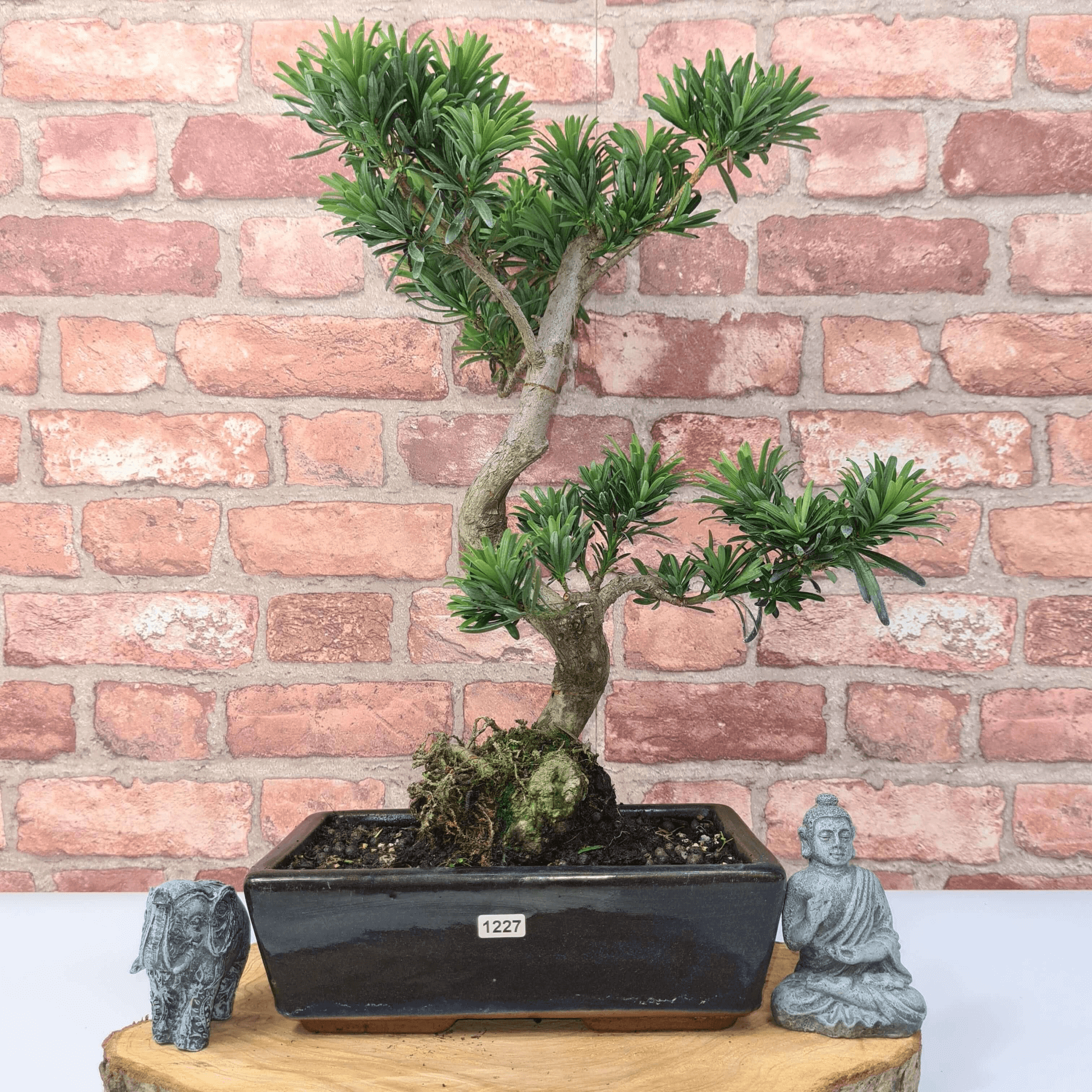 Serene Buddhist Pine Bonsai Tree - 25cm Glazed Pot, Elevate your décor with the serene beauty of a Buddhist Pine Bonsai Tree in a 25cm glazed pot. Ideal for home and office settings. Beginners and enthusiasts.