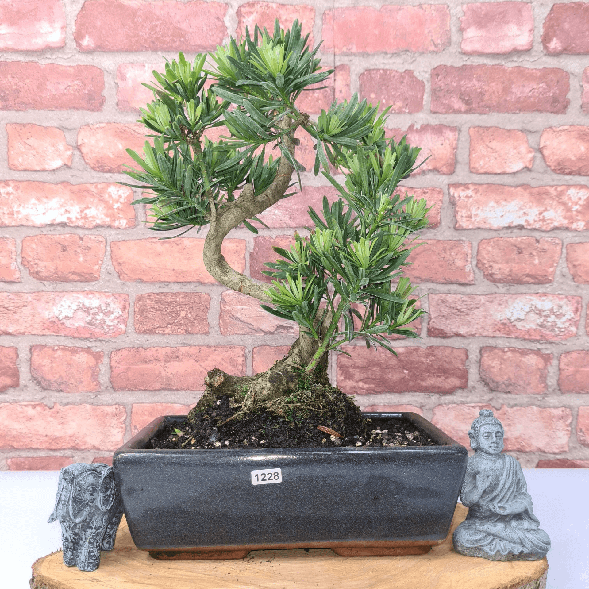 Serene Buddhist Pine Bonsai Tree - 25cm Glazed Pot, Elevate your décor with the serene beauty of a Buddhist Pine Bonsai Tree in a 25cm glazed pot. Ideal for home and office settings. Beginners and enthusiasts.