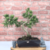 Serene Buddhist Pine Bonsai Tree - 25cm Glazed Pot, Elevate your décor with the serene beauty of a Buddhist Pine Bonsai Tree in a 25cm glazed pot. Ideal for home and office settings. Beginners and enthusiasts.