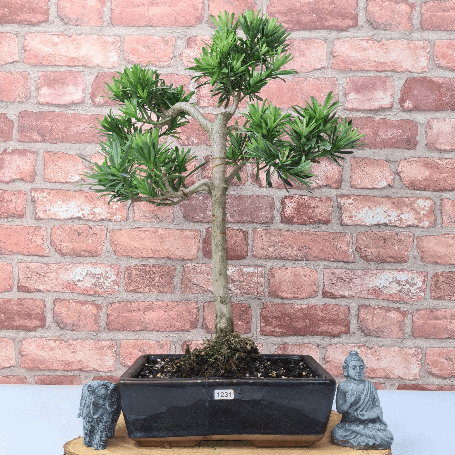 Serene Buddhist Pine Bonsai Tree - 25cm Glazed Pot, Elevate your décor with the serene beauty of a Buddhist Pine Bonsai Tree in a 25cm glazed pot. Ideal for home and office settings. Beginners and enthusiasts.