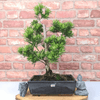 Serene Buddhist Pine Bonsai Tree - 25cm Glazed Pot, Elevate your décor with the serene beauty of a Buddhist Pine Bonsai Tree in a 25cm glazed pot. Ideal for home and office settings. Beginners and enthusiasts.