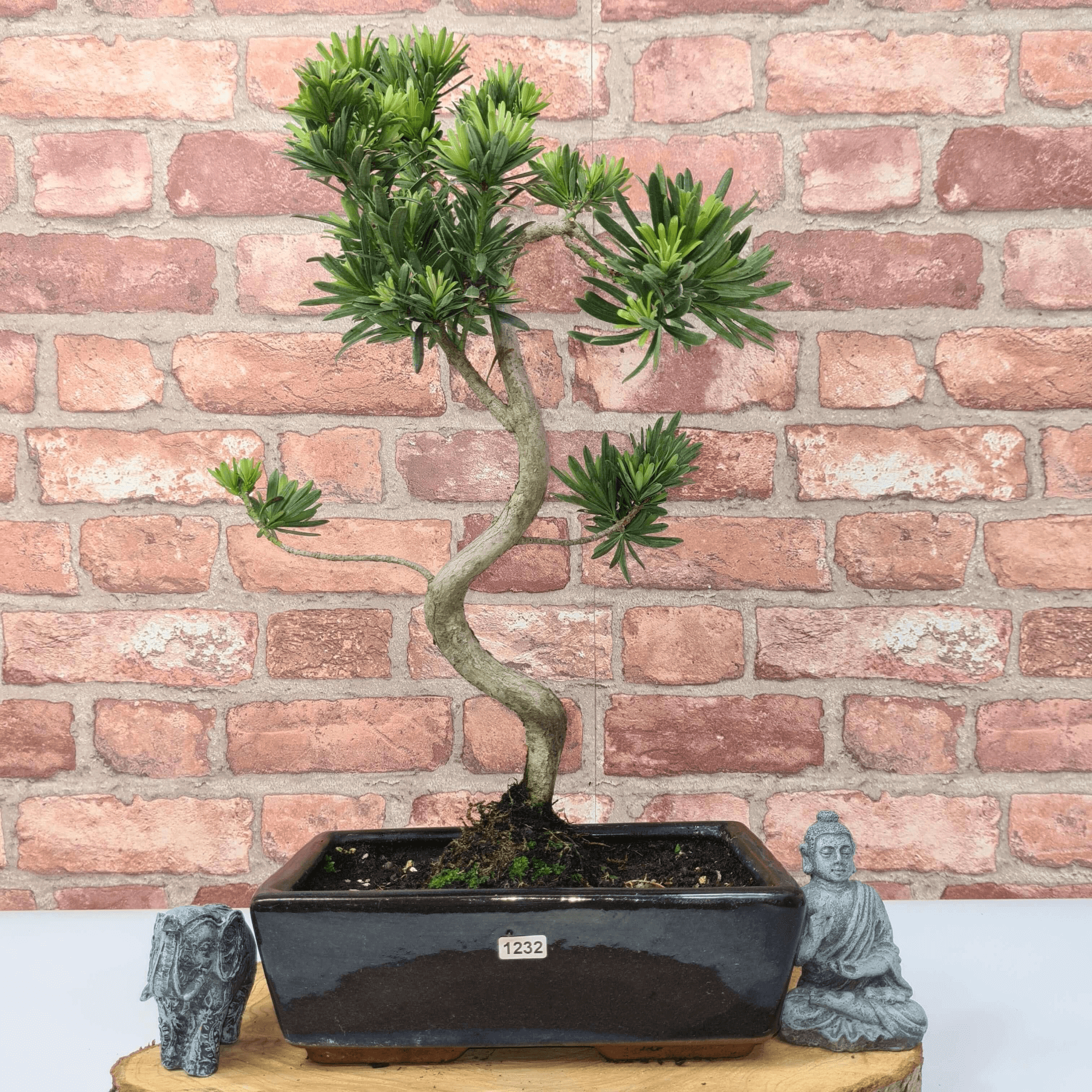 Serene Buddhist Pine Bonsai Tree - 25cm Glazed Pot, Elevate your décor with the serene beauty of a Buddhist Pine Bonsai Tree in a 25cm glazed pot. Ideal for home and office settings. Beginners and enthusiasts.