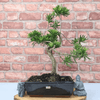 Serene Buddhist Pine Bonsai Tree - 25cm Glazed Pot, Elevate your décor with the serene beauty of a Buddhist Pine Bonsai Tree in a 25cm glazed pot. Ideal for home and office settings. Beginners and enthusiasts.