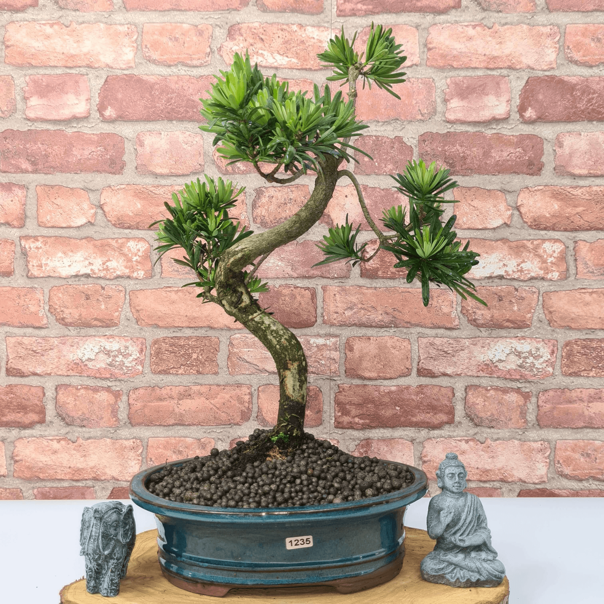 Serene Buddhist Pine Bonsai Tree - 25cm Glazed Pot, Elevate your décor with the serene beauty of a Buddhist Pine Bonsai Tree in a 25cm glazed pot. Ideal for home and office settings. Beginners and enthusiasts.