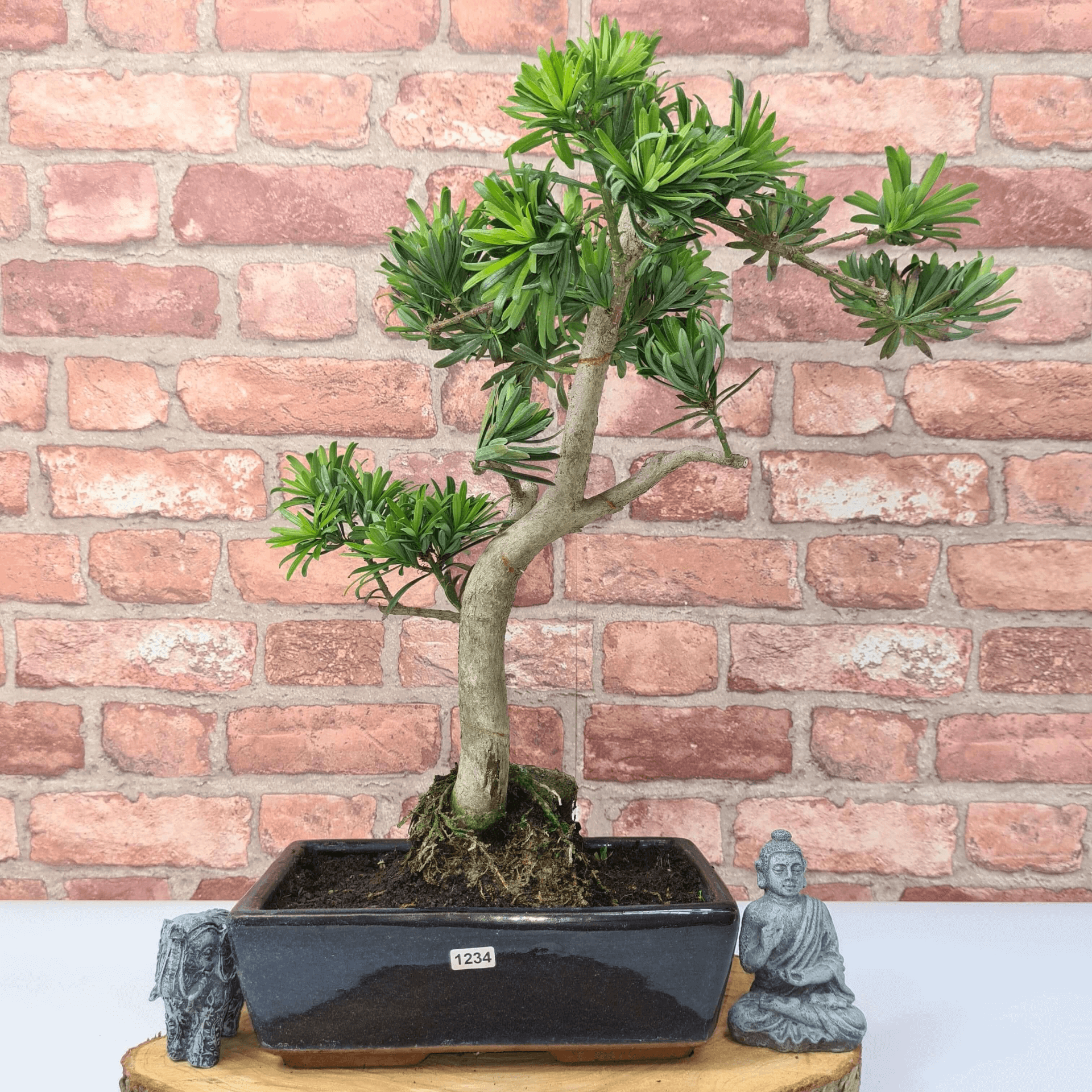 Serene Buddhist Pine Bonsai Tree - 25cm Glazed Pot, Elevate your décor with the serene beauty of a Buddhist Pine Bonsai Tree in a 25cm glazed pot. Ideal for home and office settings. Beginners and enthusiasts.