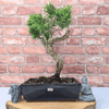 Serene Buddhist Pine Bonsai Tree - 25cm Glazed Pot, Elevate your décor with the serene beauty of a Buddhist Pine Bonsai Tree in a 25cm glazed pot. Ideal for home and office settings. Beginners and enthusiasts.