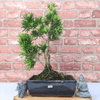 Serene Buddhist Pine Bonsai Tree - 25cm Glazed Pot, Elevate your décor with the serene beauty of a Buddhist Pine Bonsai Tree in a 25cm glazed pot. Ideal for home and office settings. Beginners and enthusiasts.