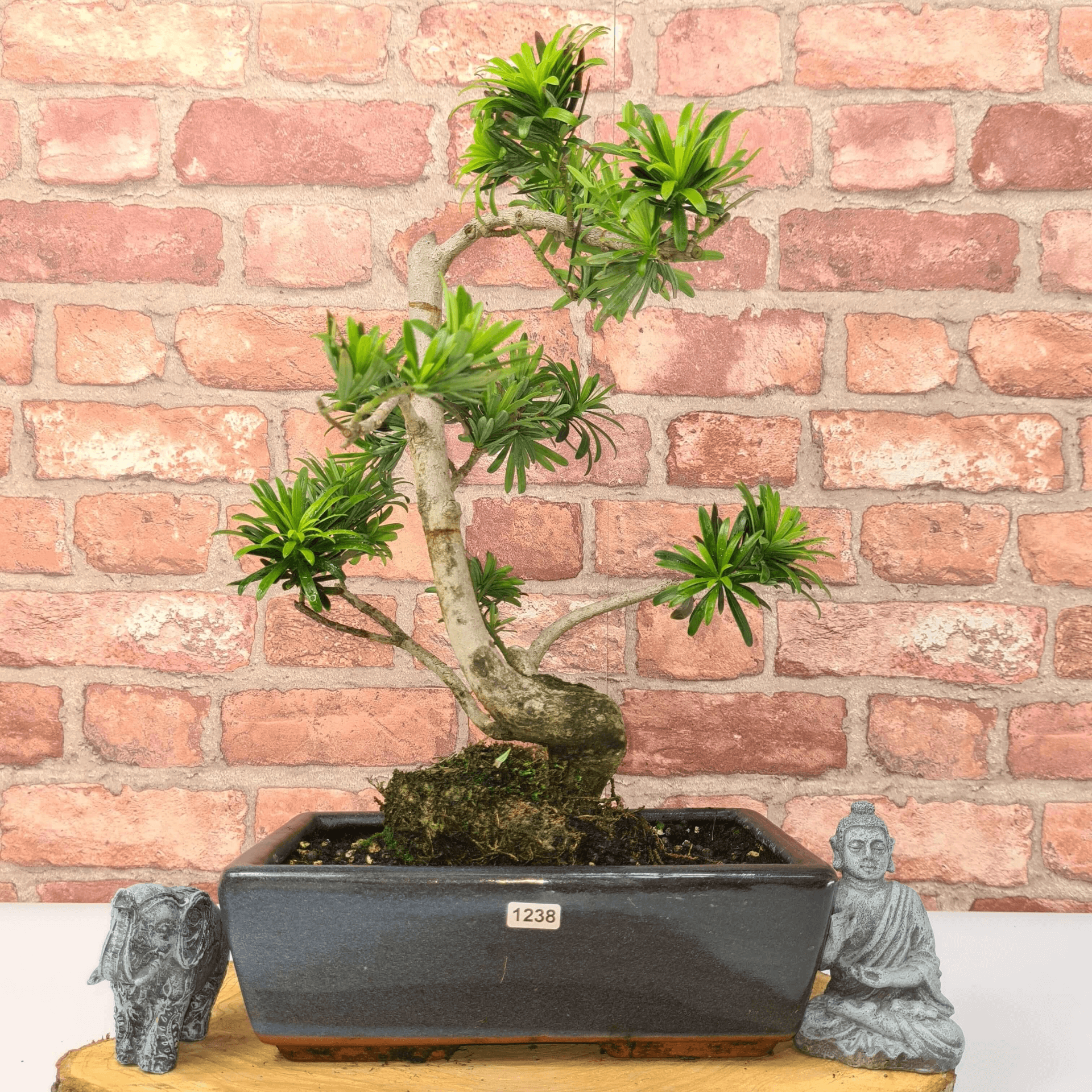 Serene Buddhist Pine Bonsai Tree - 25cm Glazed Pot, Elevate your décor with the serene beauty of a Buddhist Pine Bonsai Tree in a 25cm glazed pot. Ideal for home and office settings. Beginners and enthusiasts.